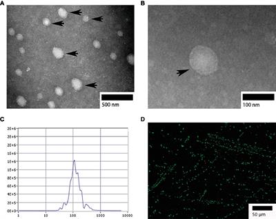 Cellular Evidence and Source of Exosomes in the Biliary System of the Chinese Soft-Shelled Turtle, Pelodiscus sinensis